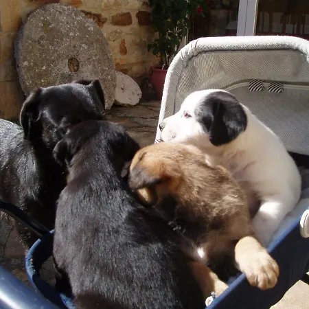 Penasalve 3* Villamoñico