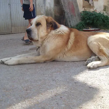 Penasalve ベッド・アンド・ブレックファスト 3*