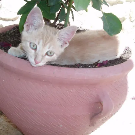 ベッド・アンド・ブレックファスト Penasalve