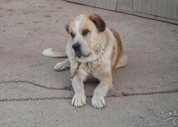 Penasalve לינה וארוחת בוקר