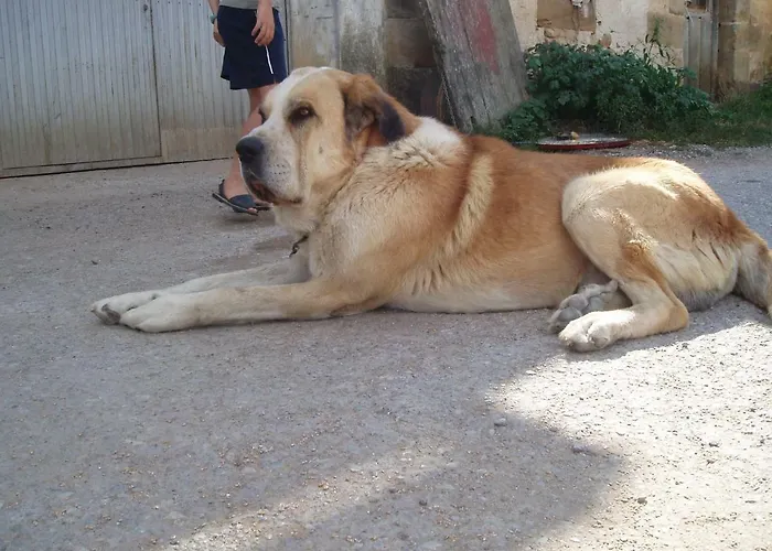 Penasalve Bed & Breakfast 3*