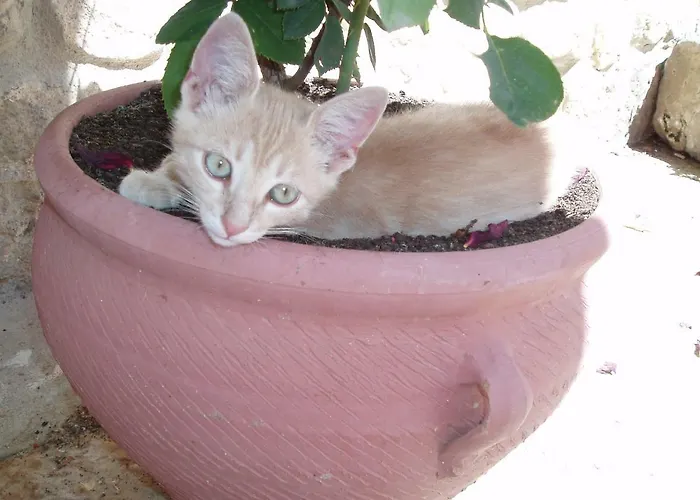 לינה וארוחת בוקר Penasalve